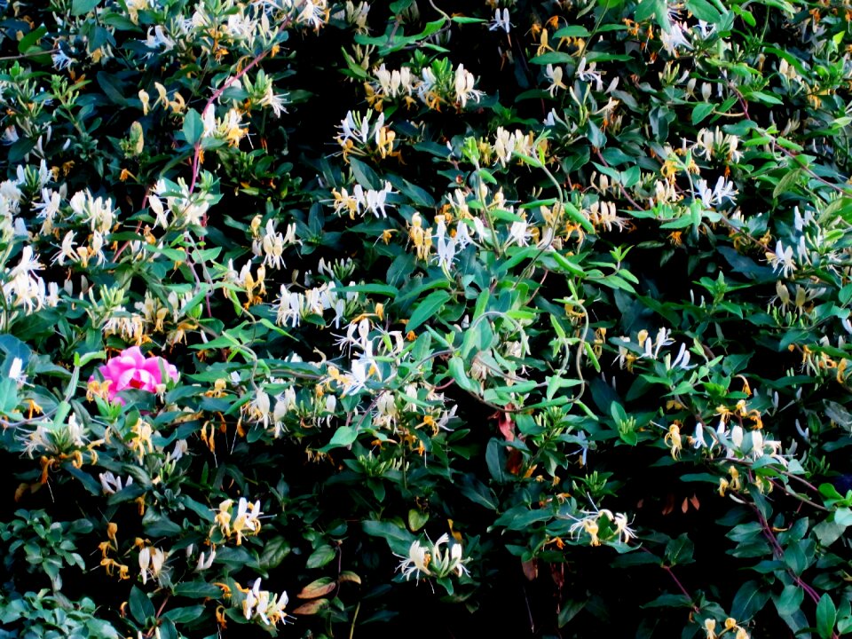 Creeper honey suckle yellow