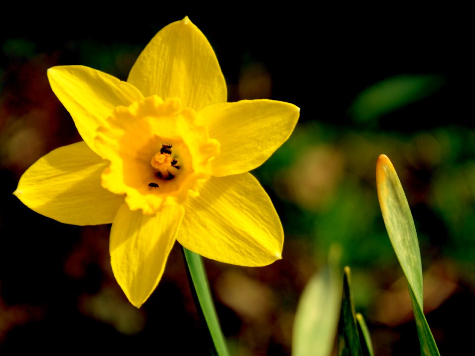 Blossom bloom yellow