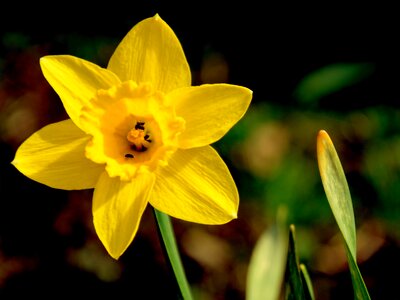 Blossom bloom yellow