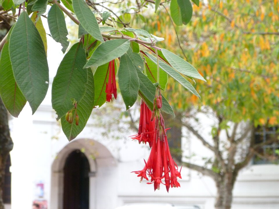 Scenery flower church