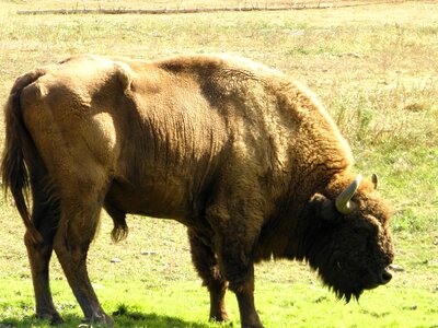 Bison wisent wildparktier