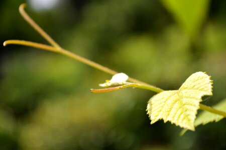 Nature garden sri lanka photo