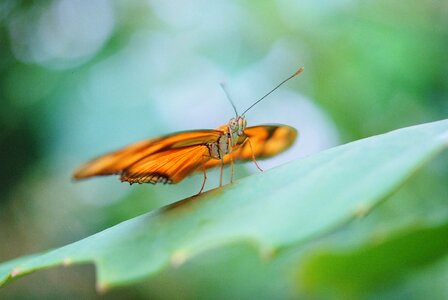 Insect orange bug photo