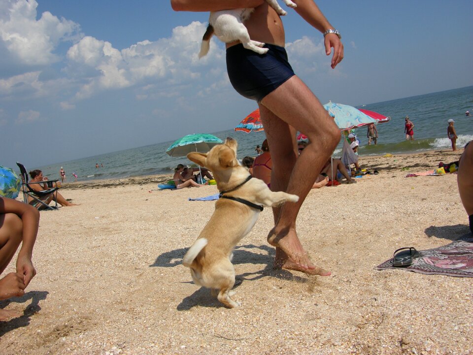 Sea dog beach