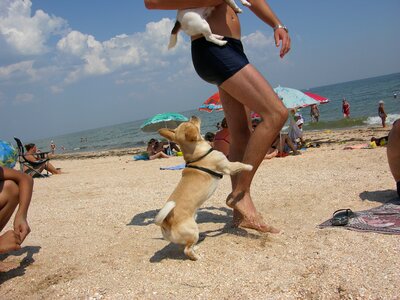 Sea dog beach