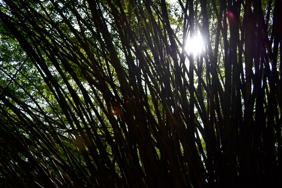 Trees nature garden