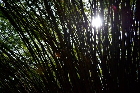 Trees nature garden