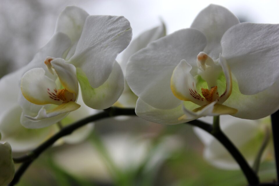 Blossom bloom plant