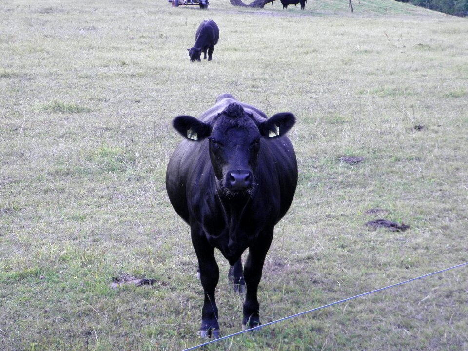Milk cow beef farm