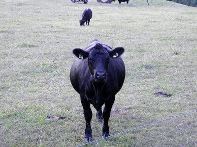 Milk cow beef farm