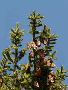 Conifer common spruce picea abies photo