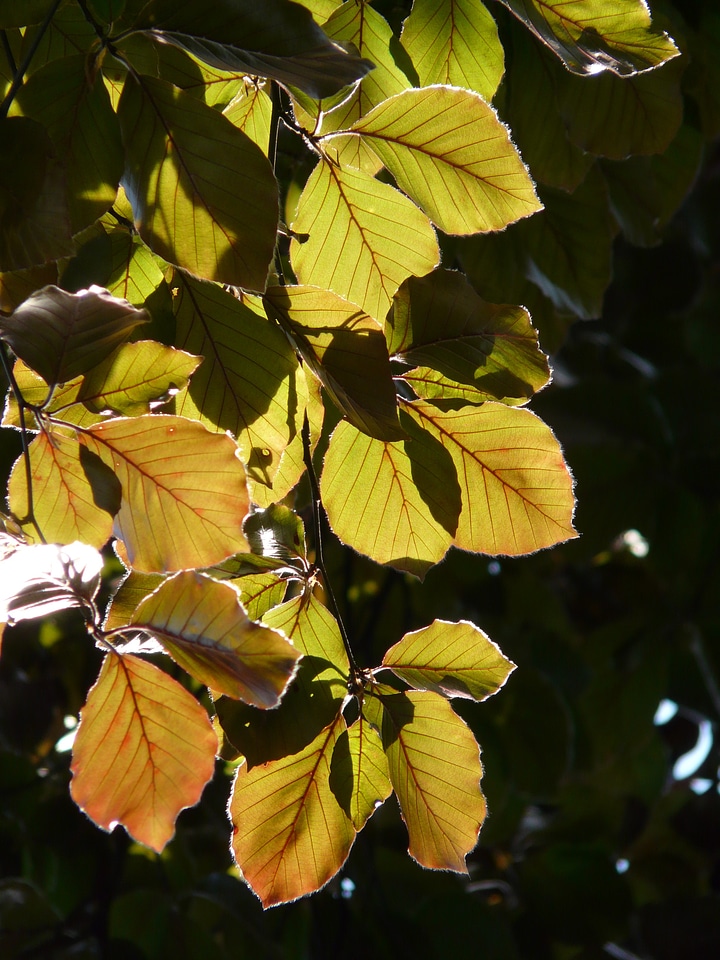 Fagus sylvatica purpurea f fagus sylvatica l atropunicea beech