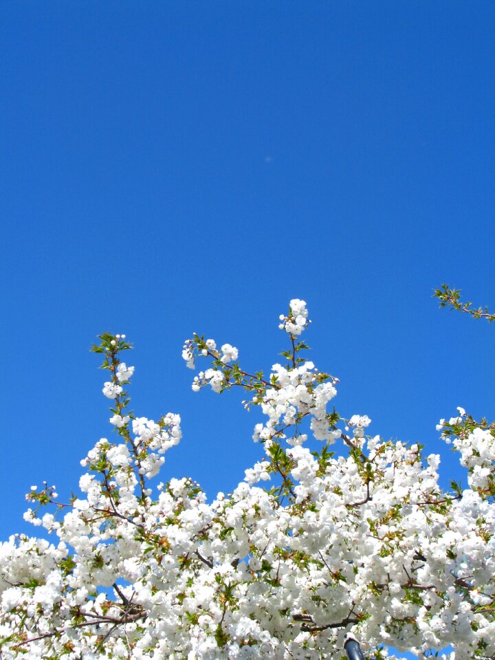 Flower spring nature