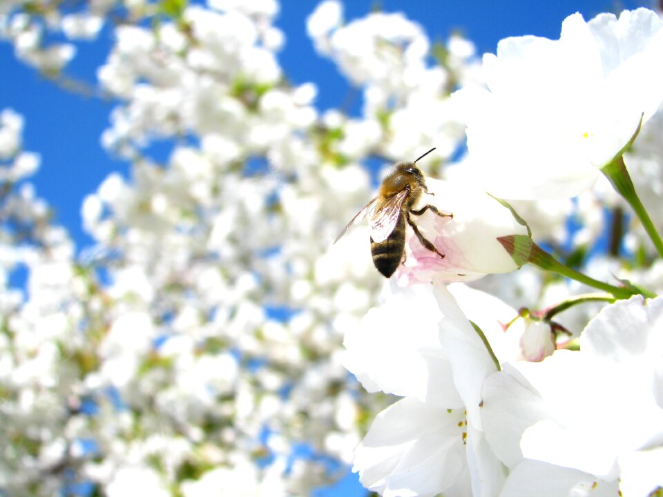 Flower bee spring
