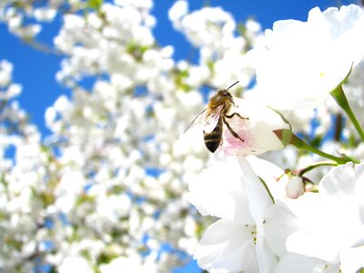 Flower bee spring photo