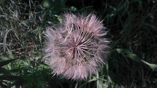 Dandelion the delicacy summer