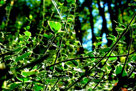 Nature green close up photo