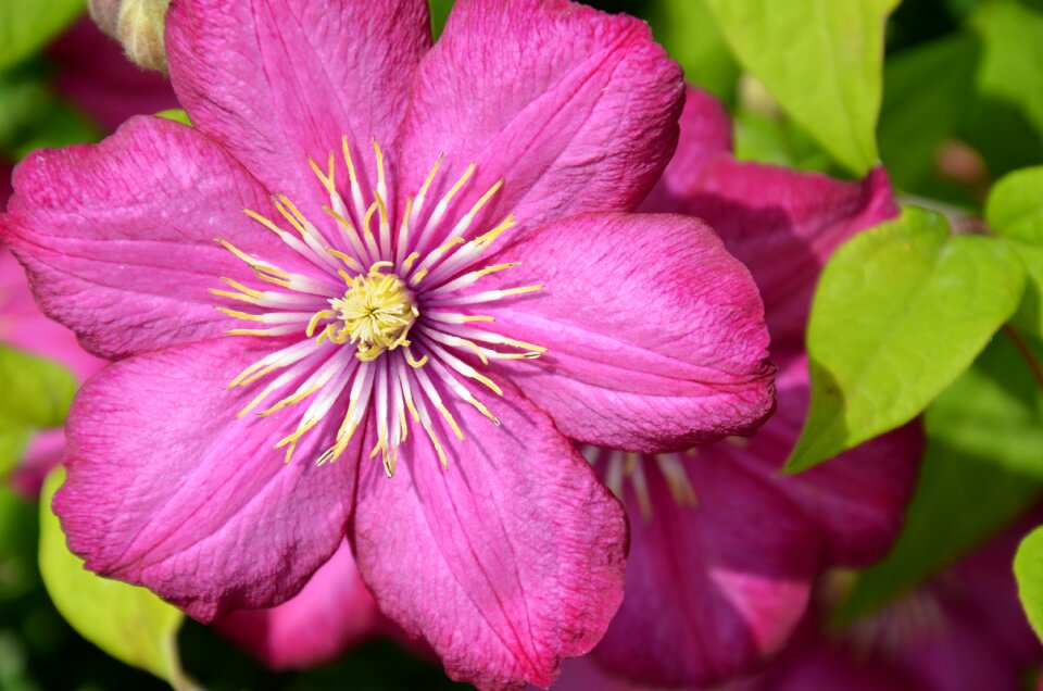 Bloom flower plant