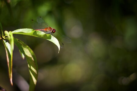 Red insect nature
