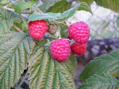 Fruit raspberry fruits photo