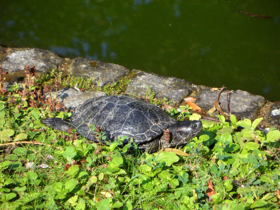 Water turtle on the water panzer