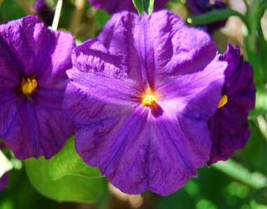 Flower sun arizona photo