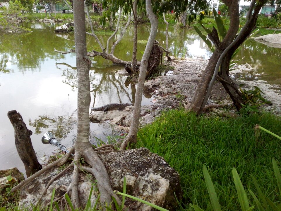 Young crocodile cancun university of the caribbean