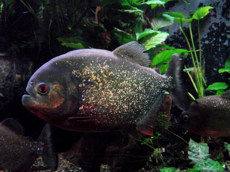 Underwater water fish