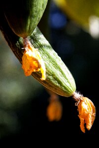 Economically significant vegetable art use