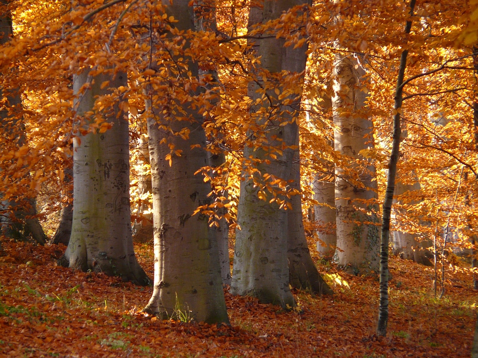 Golden october autumn october
