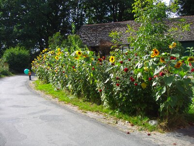 Cottage garden gigantic little kid