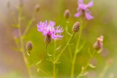 Weed plant summer photo