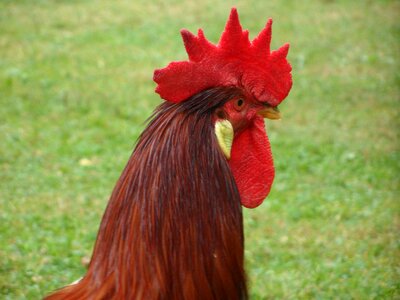 Farm chicken run pride