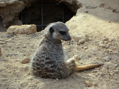 Lonely sit zoo