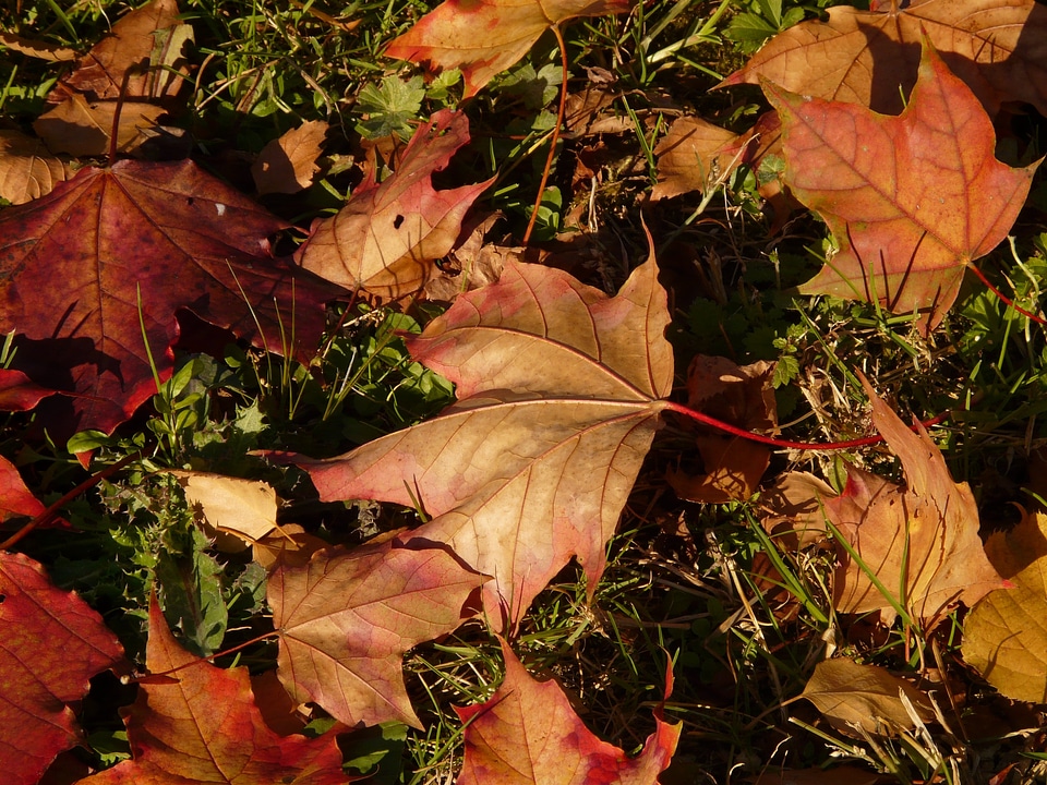 Leaf leaves colorful