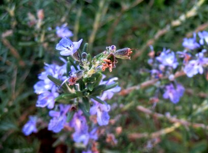 Purple blue danty flowers