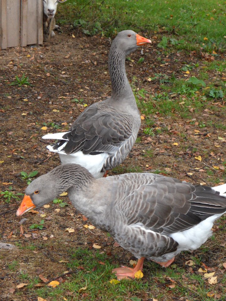 Goose farm vigilant