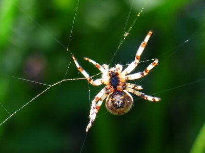 Spin cobweb oakleaf orb weavers