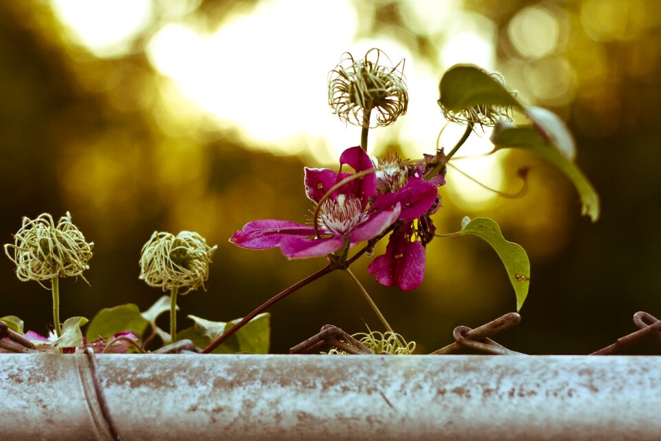 Creeper plant flowers