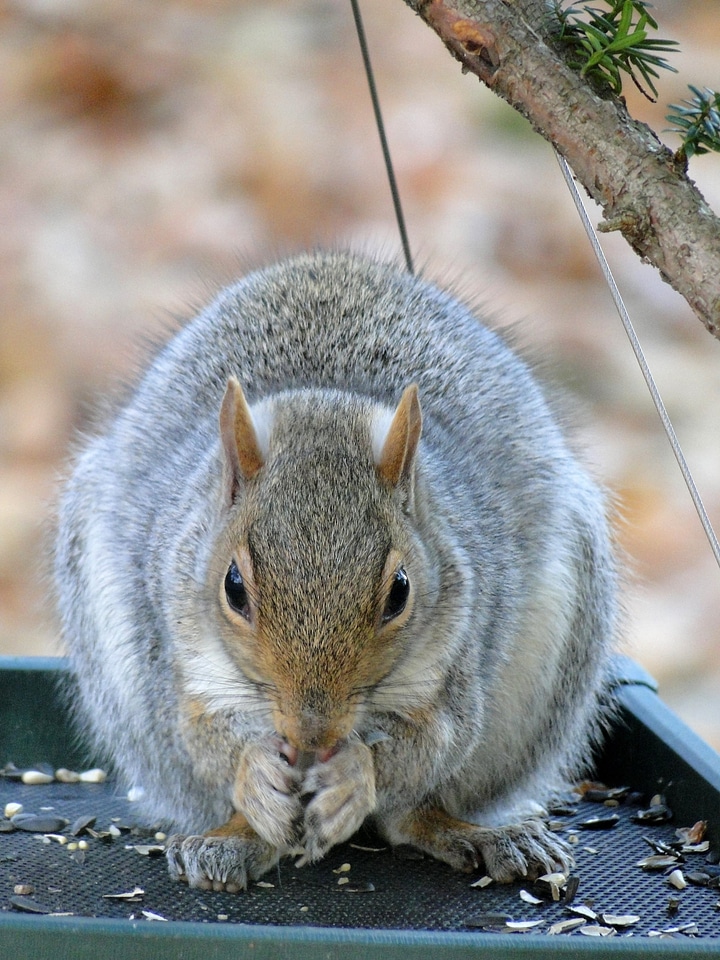 Eating wild animals rodents