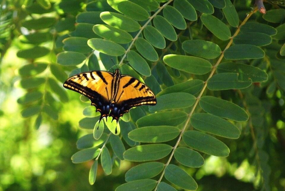 Nature insects macro