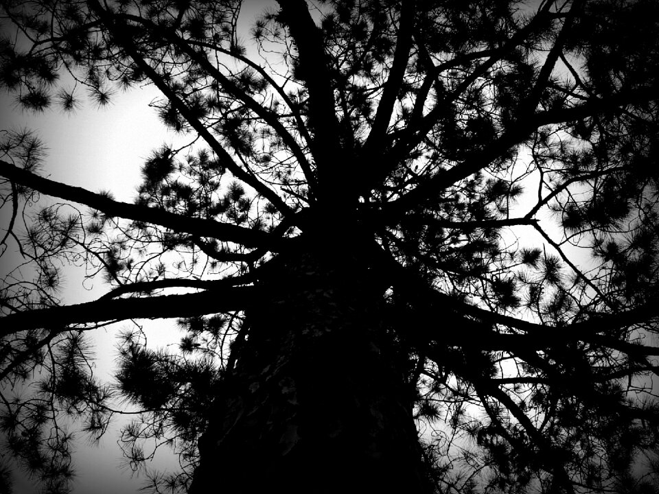 Tree black and white nature