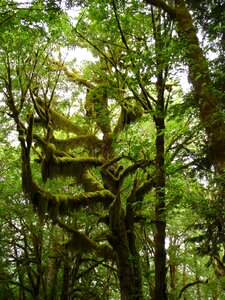Nature wilderness rainforest