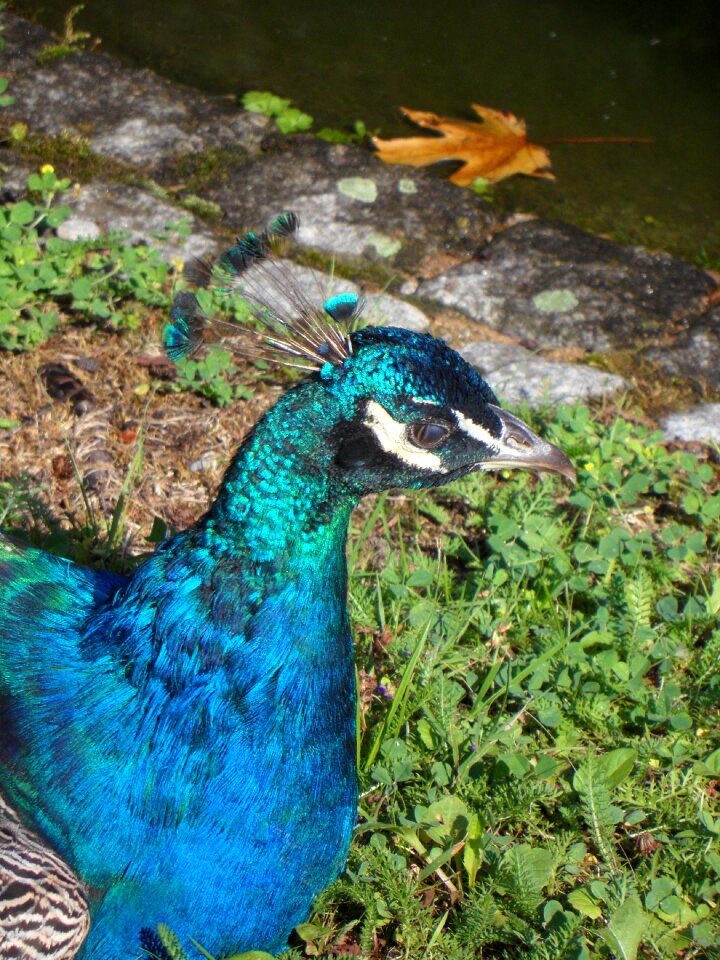 Iridescent blue gorgeous