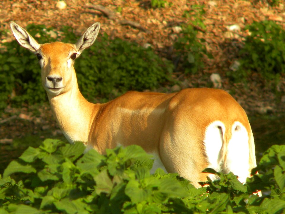 Woods animal nature