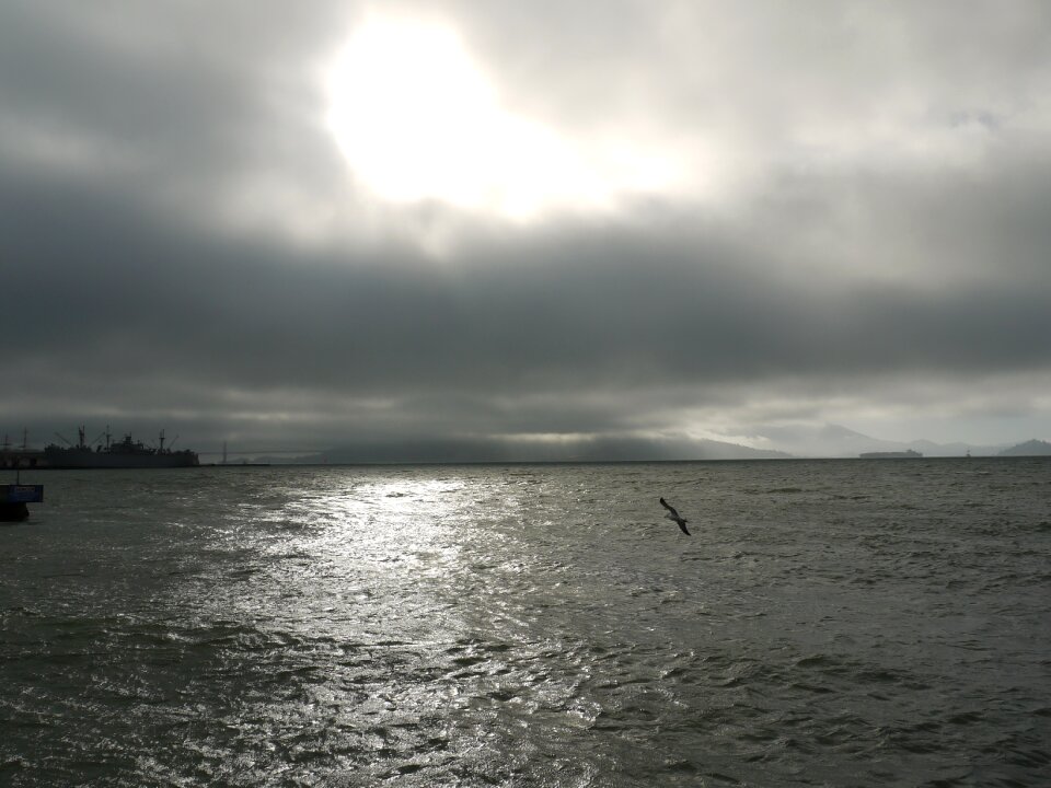 California seagull clouds