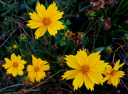 Serated petal edge garden cheerful