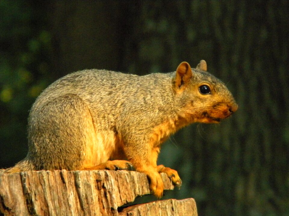 Wildlife animals outdoors