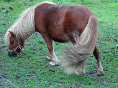 Graze farm haflinger