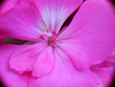 Pink plant beautiful